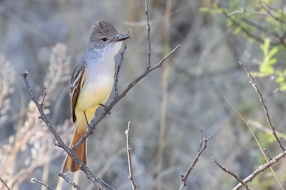Ash_Throated_Flycatcher_02