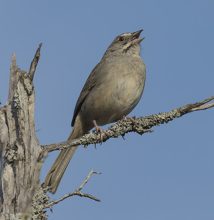Rufous Crowned Sparrow 02