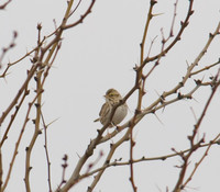 Savannah Sparrow 04