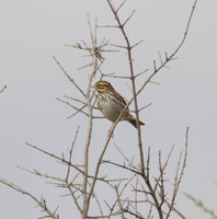Savannah Sparrow 01