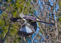 Mocking Bird 03