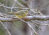 Orange Crowned Warbler 01