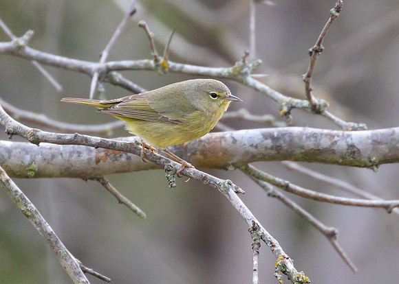 Orange Crowned Warbler 01