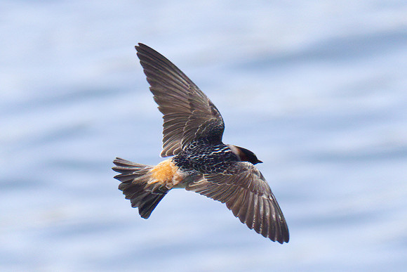 Cliff_Swallow_11