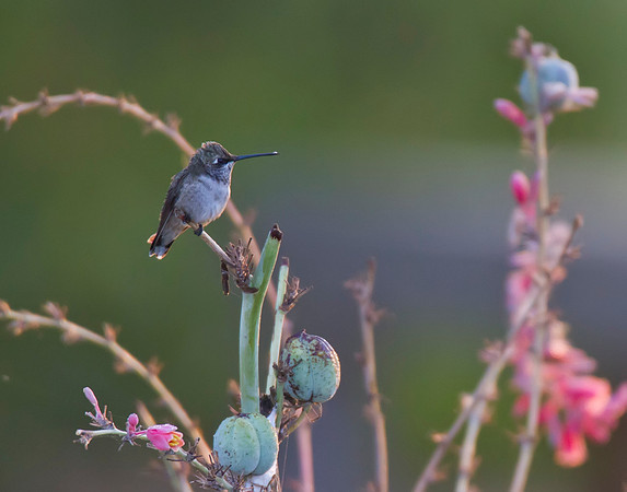 Black Chinned Hummingbird 01