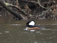 Hooded Merganser 04