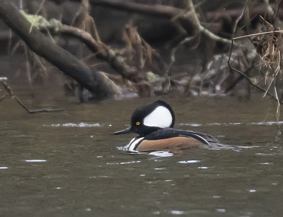 Hooded Merganser 04