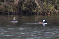 Hooded Merganser 06