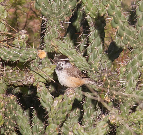 Cactus Wren 02