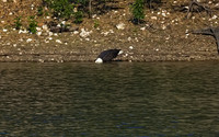 Bald Eagle 10