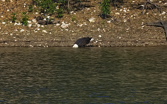 Bald Eagle 10