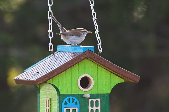 Bewicks Wren 01