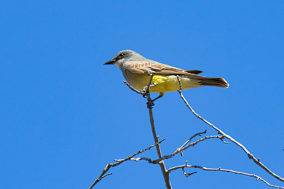 Cassins_Kingbird_02