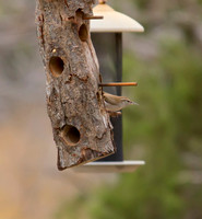 Bewicks Wren 02