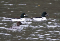 Common Goldeneye 01