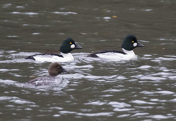 Common Goldeneye 01