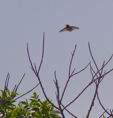 Black Chinned Hummingbird 02