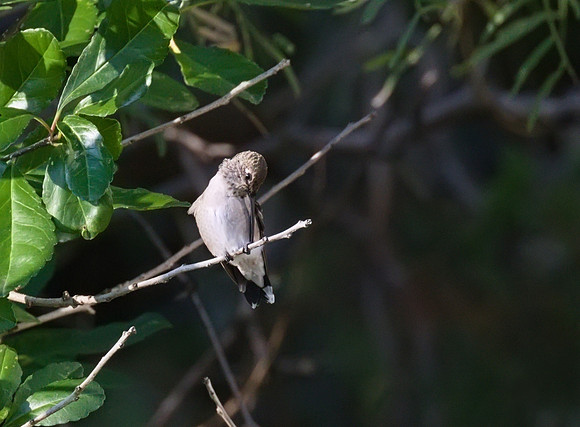 Hummingbird_02