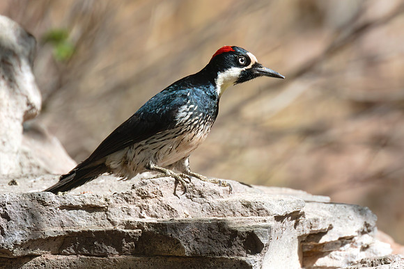 Acorn_Woodpecker_02