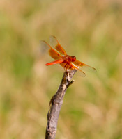 Flame Skiper 01