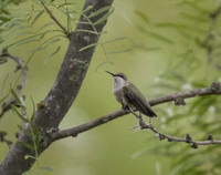 Black Chinned Hummingbird 01