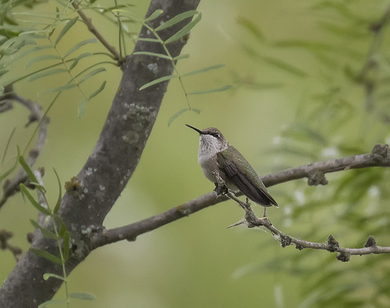 Black Chinned Hummingbird 01