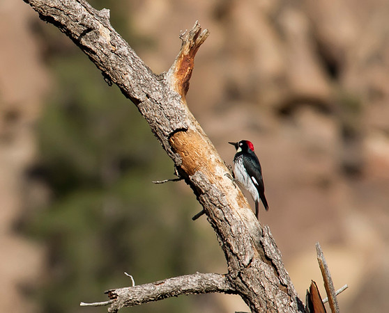 Acorn WoodPecker 01
