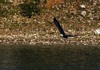 Bald Eagle 13