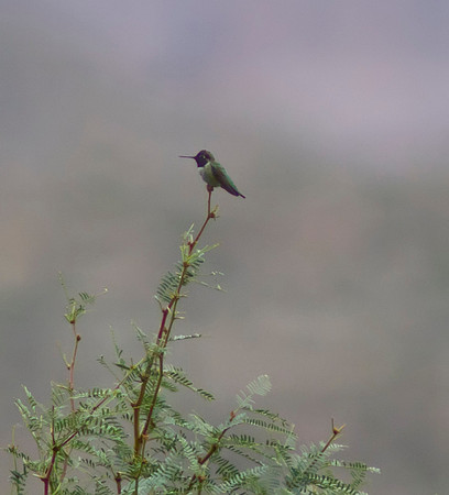 Black Chinned Hummingbird 03