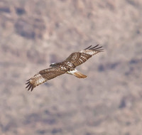 Gray Hawk 15