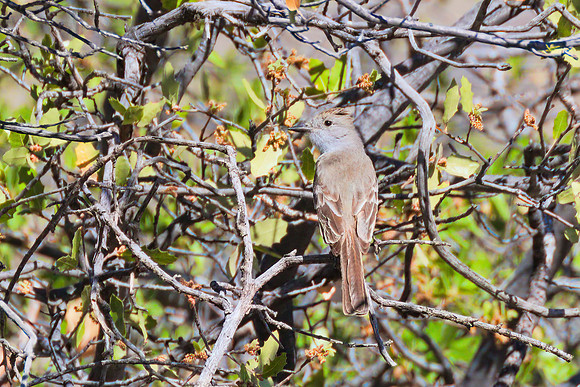 Ash_Throated_Flycatcher_01