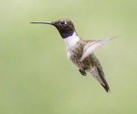 Black Chinned Hummingbird 04