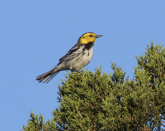 Golden Cheeked Warbler 04