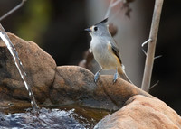 Titmouse 02