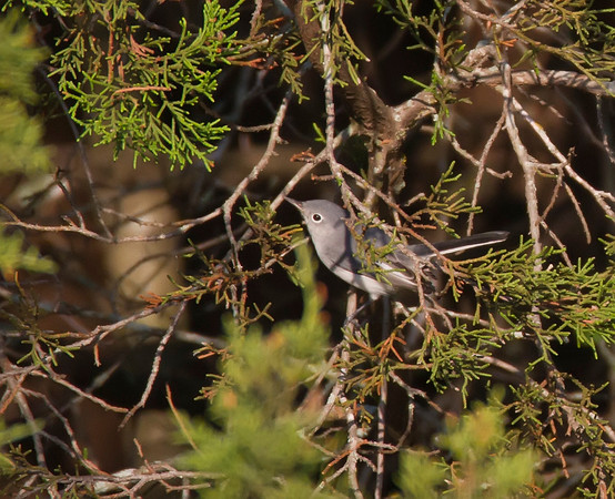 Blue Grey Gnatcatcher