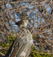 Savannah Sparrow 08