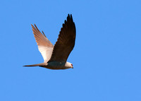 Mississippi_Kite_02