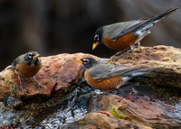 Robin 01