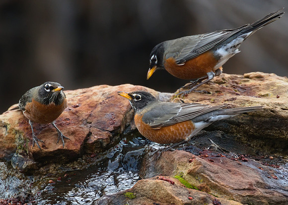 Robin 01