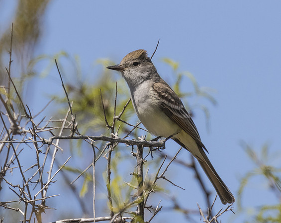 Ash Throated Flycatcher 01