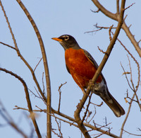 Robin 01