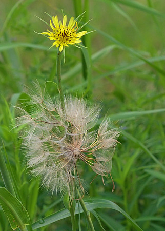 Western Salsify 01