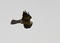Mississippi_Kite_18