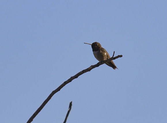 Black Chinned Hummingbird 01