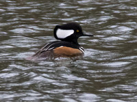 Hooded Merganser 02