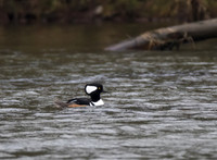Hooded Merganser 05