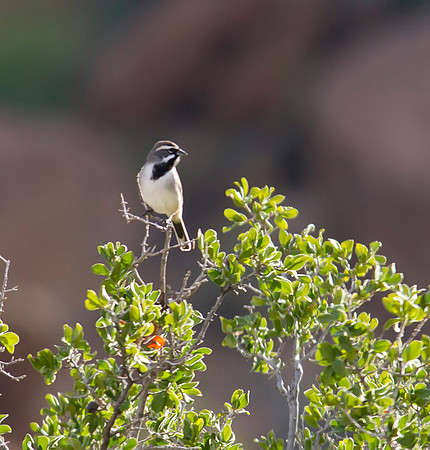 Black-throated Sparrow 02