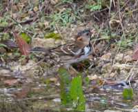 Harris Sparrow 01
