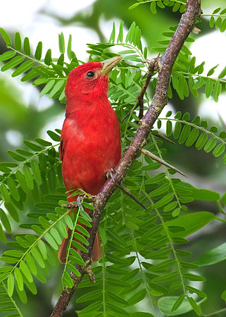 Summer_Tanager_01