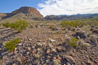 Javelina Wash 02